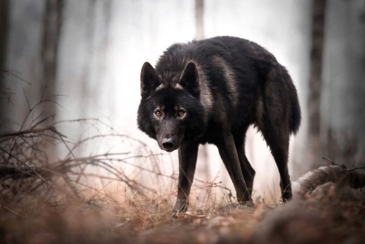 1755548 (a): :2048x1365